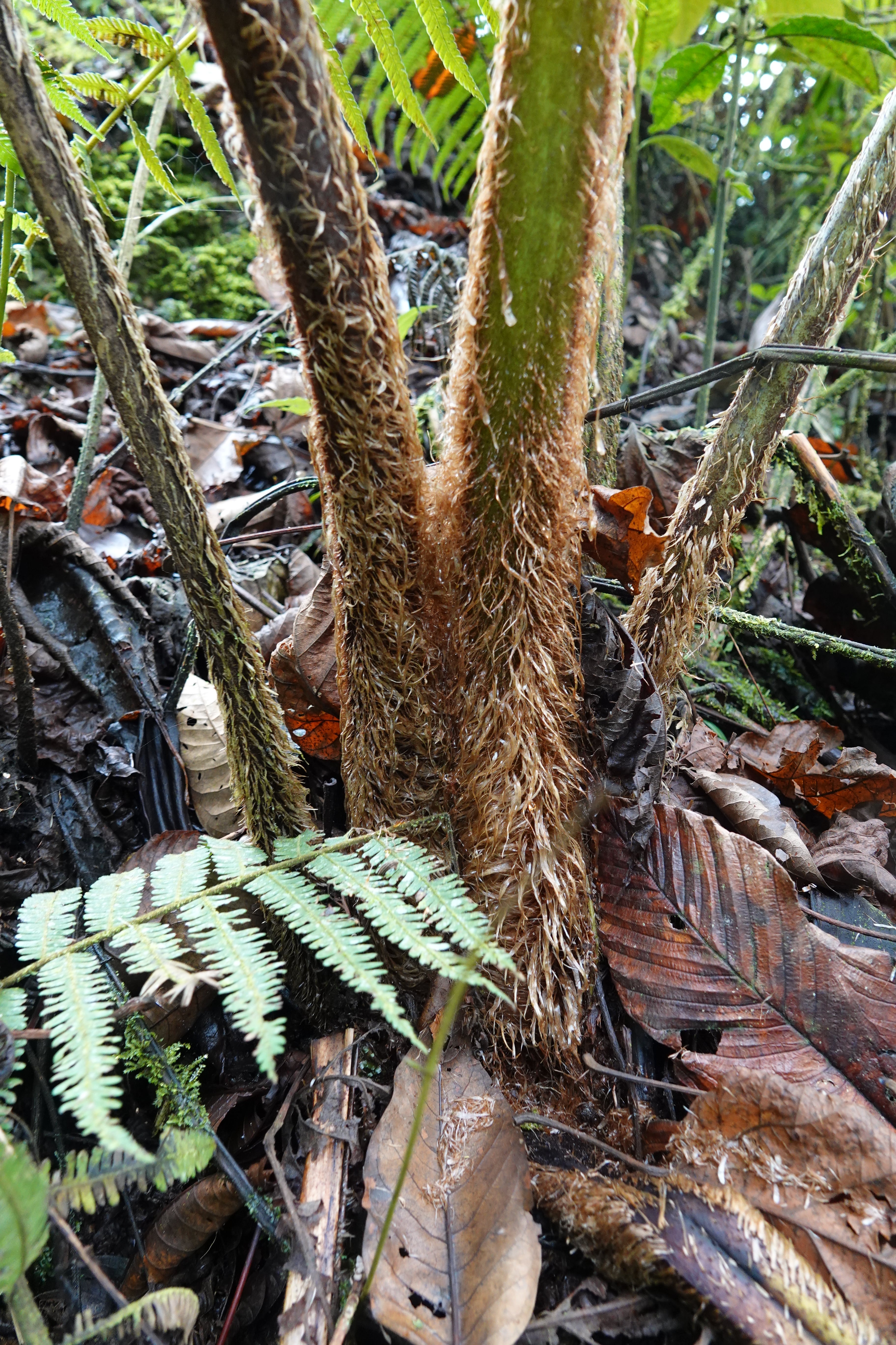 Sphaeropteris quindiuensis. La Honda.