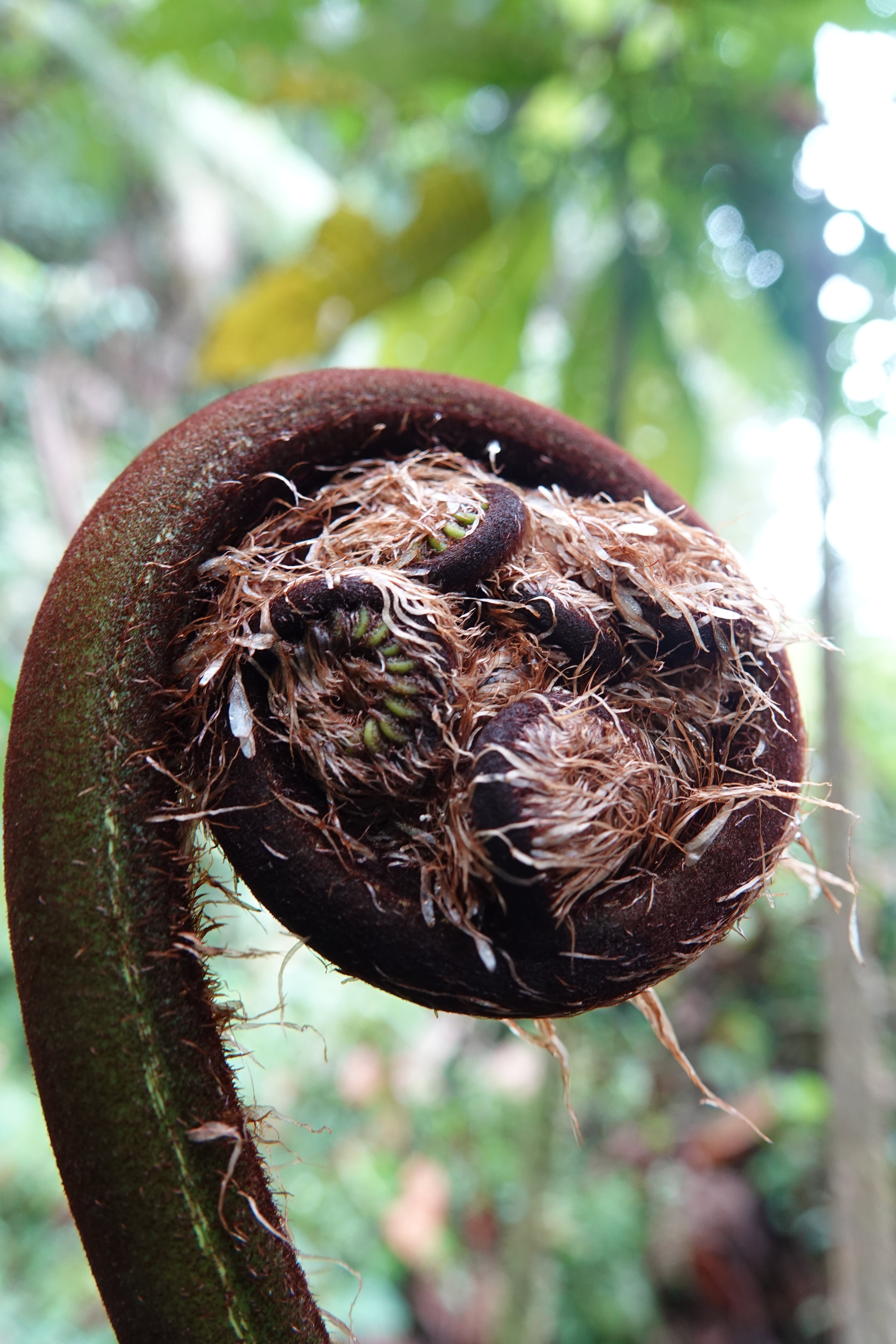 Sphaeropteris quindiuensis. La Honda.