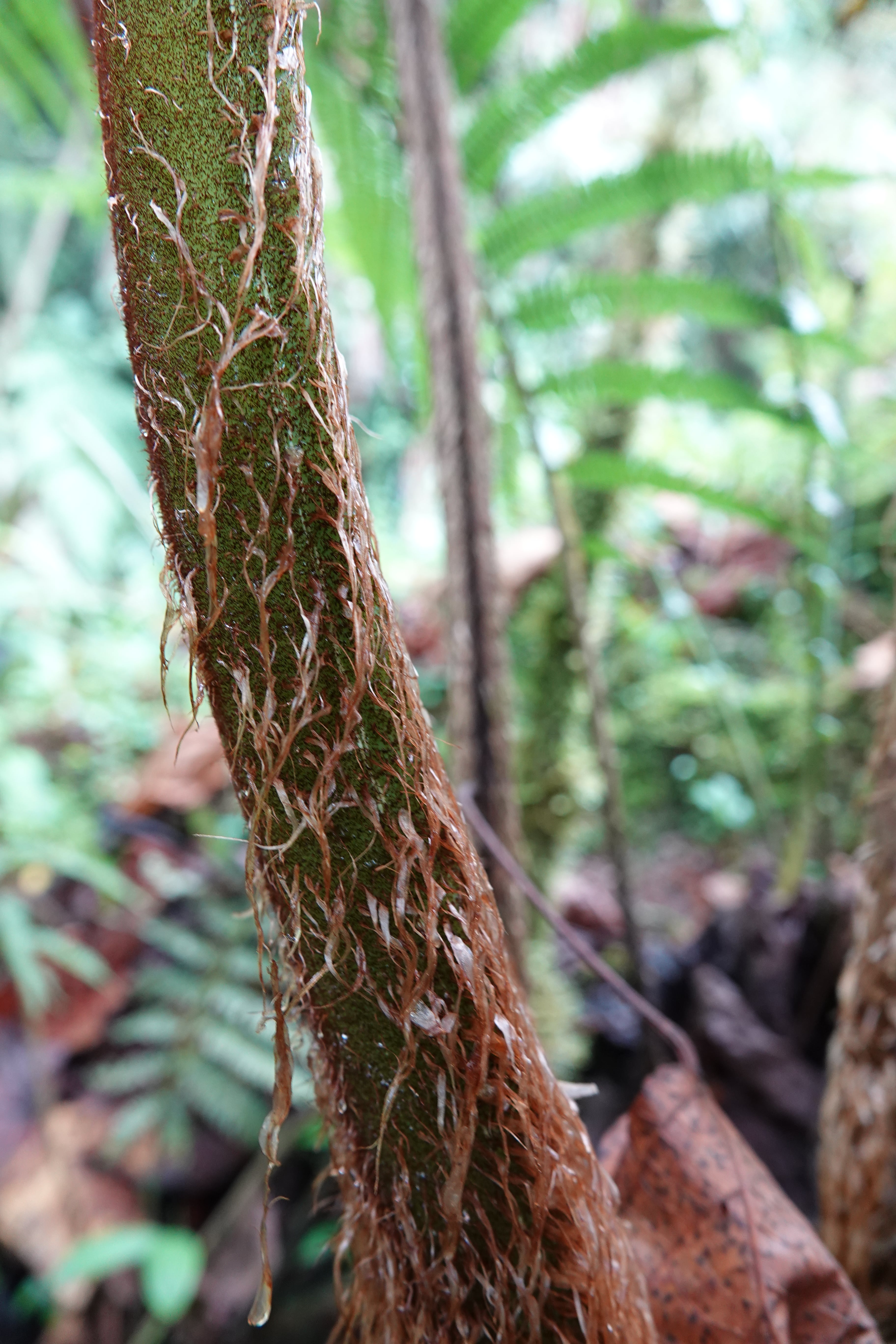 Sphaeropteris quindiuensis. La Honda.