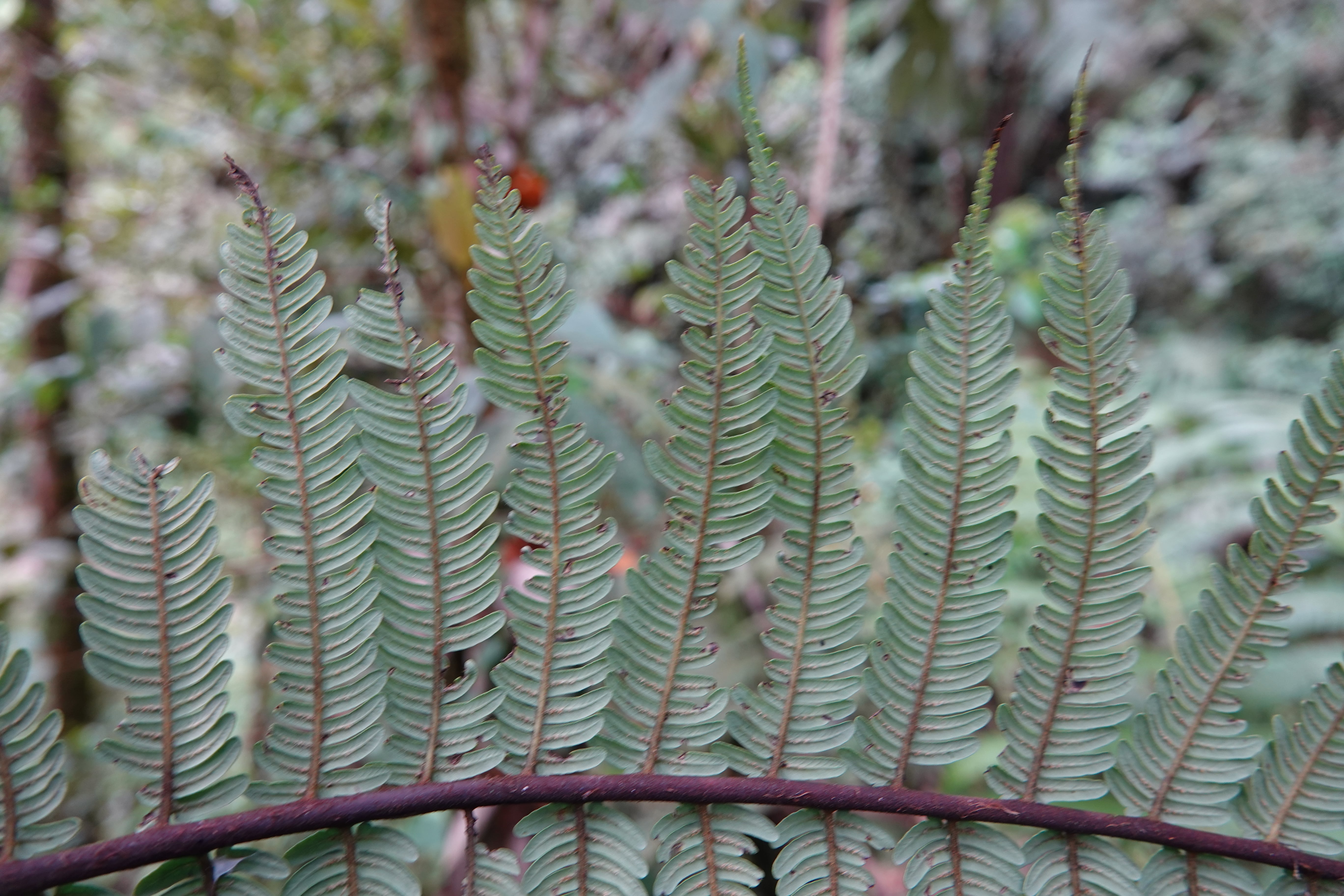 Sphaeropteris quindiuensis. La Honda.