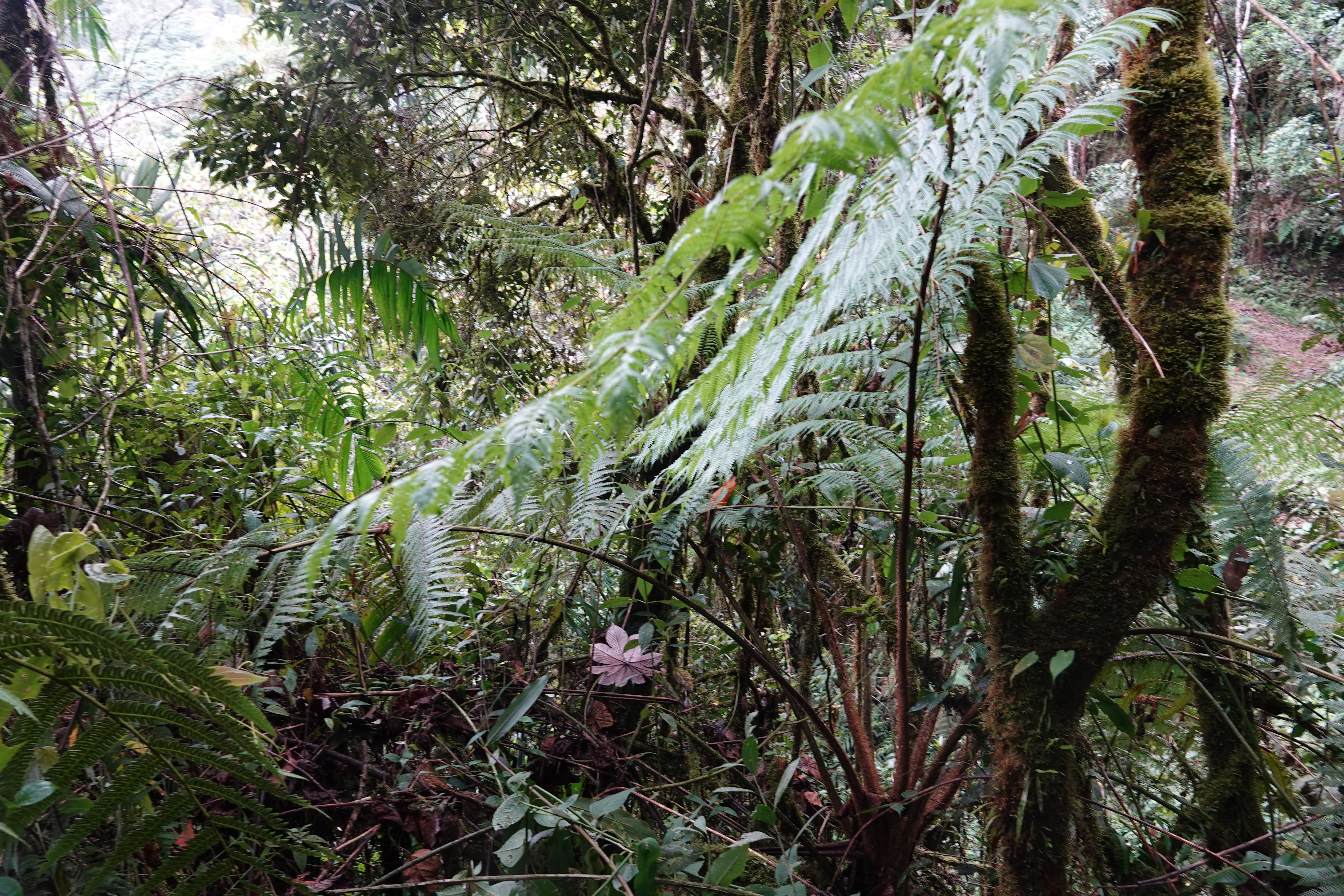 Sphaeropteris quindiuensis. La Honda.
