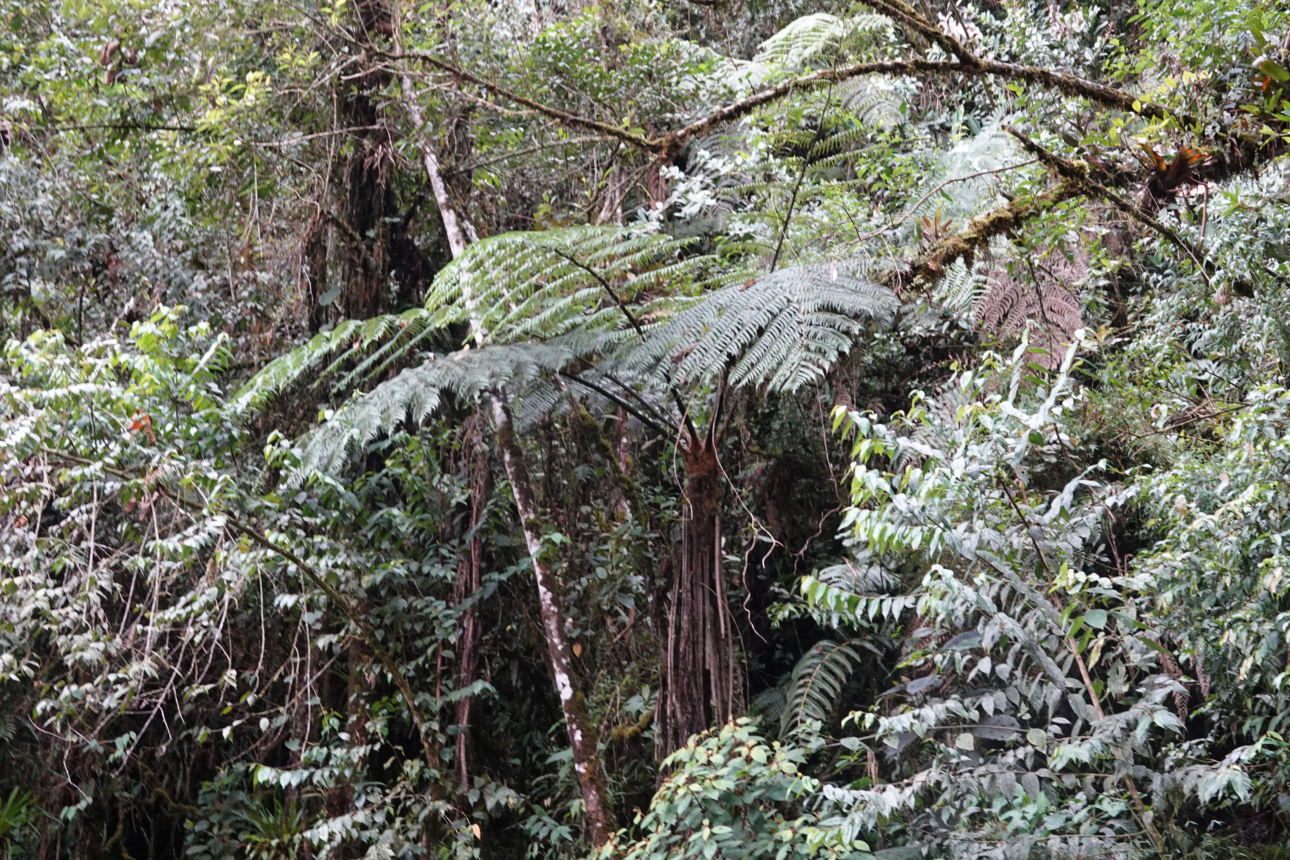 Sphaeropteris quindiuensis. La Honda.