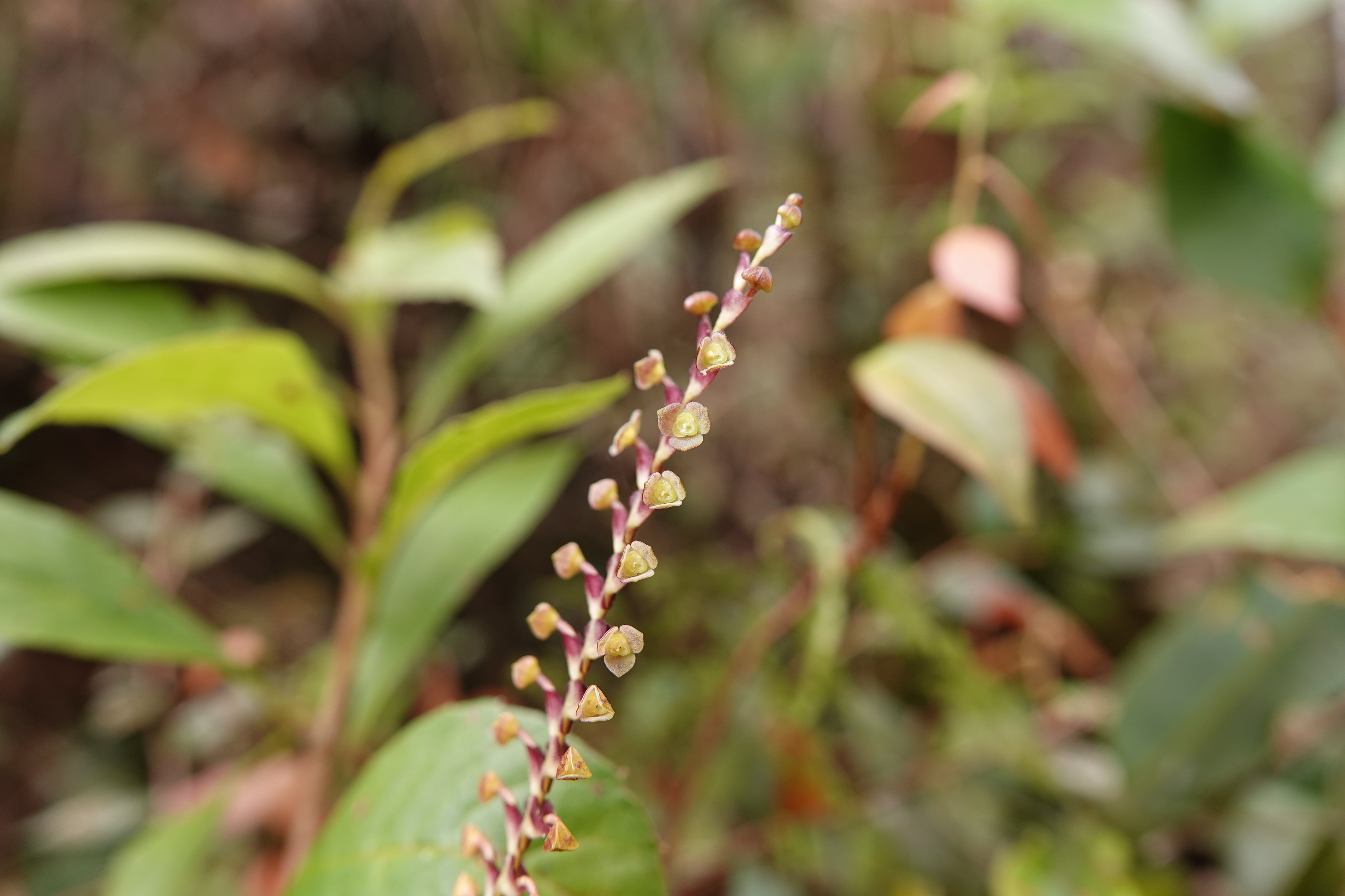 Stelis sp 1
