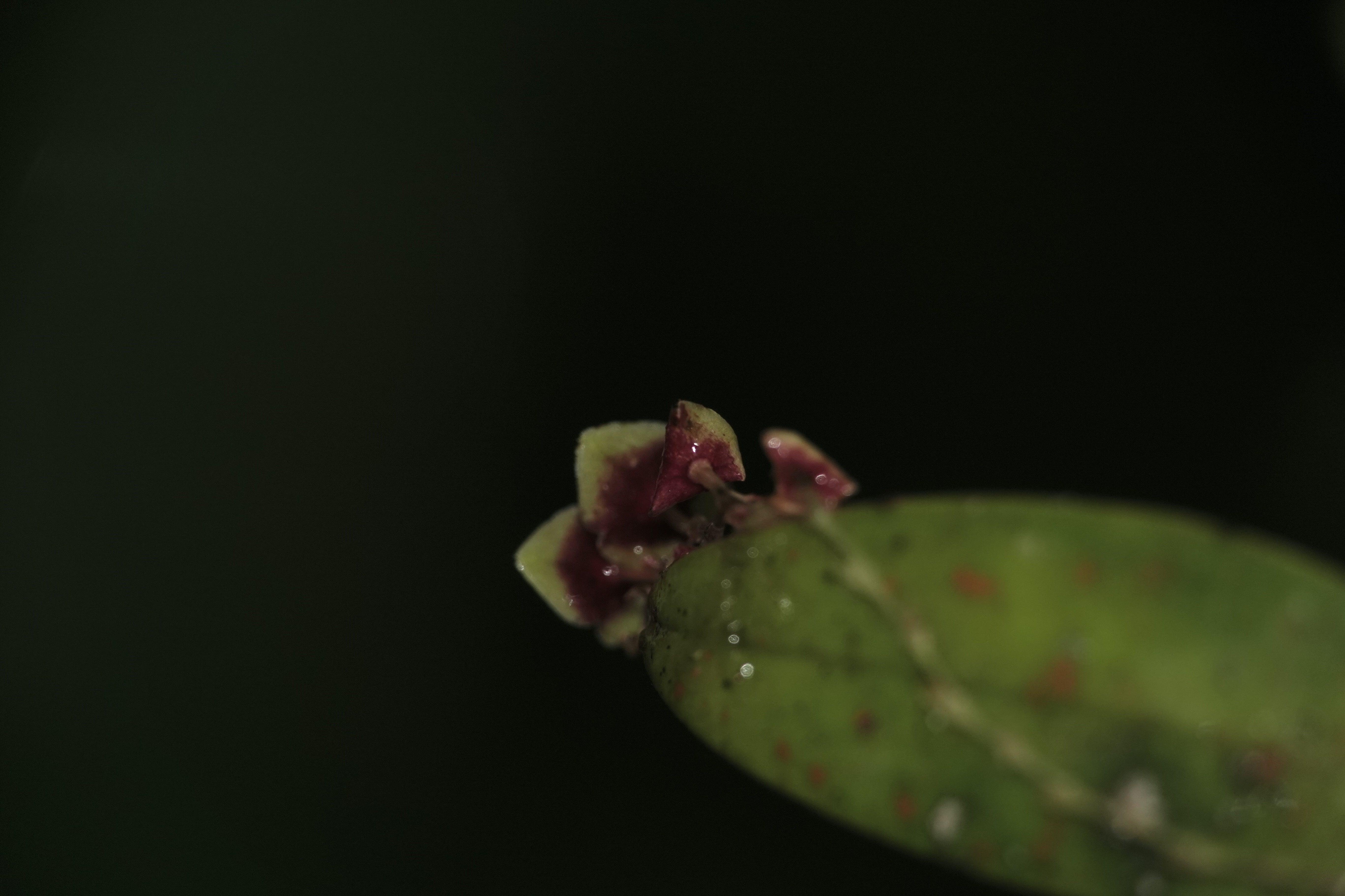 *Stelis sp 10*. La Honda.