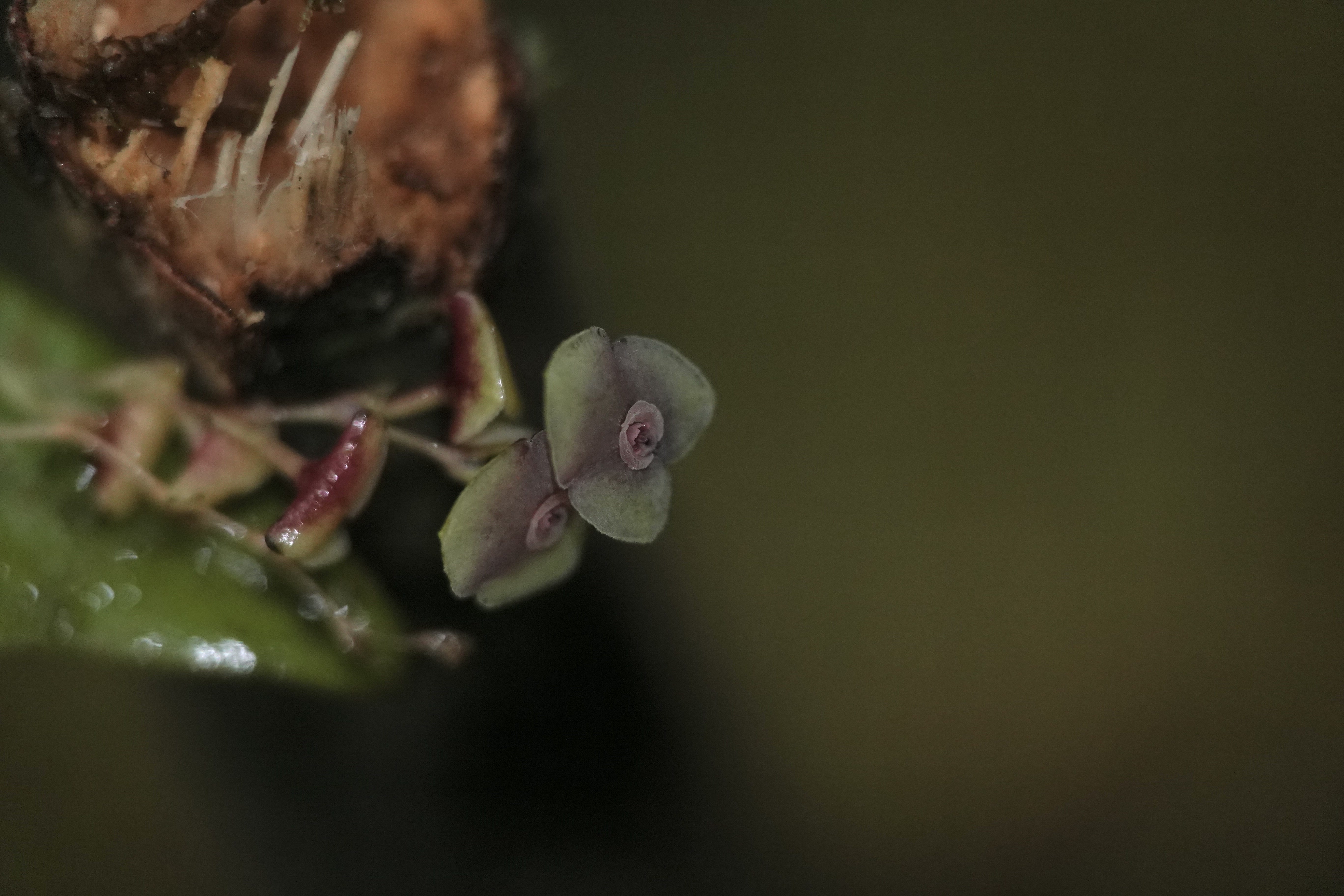 Stelis sp 10