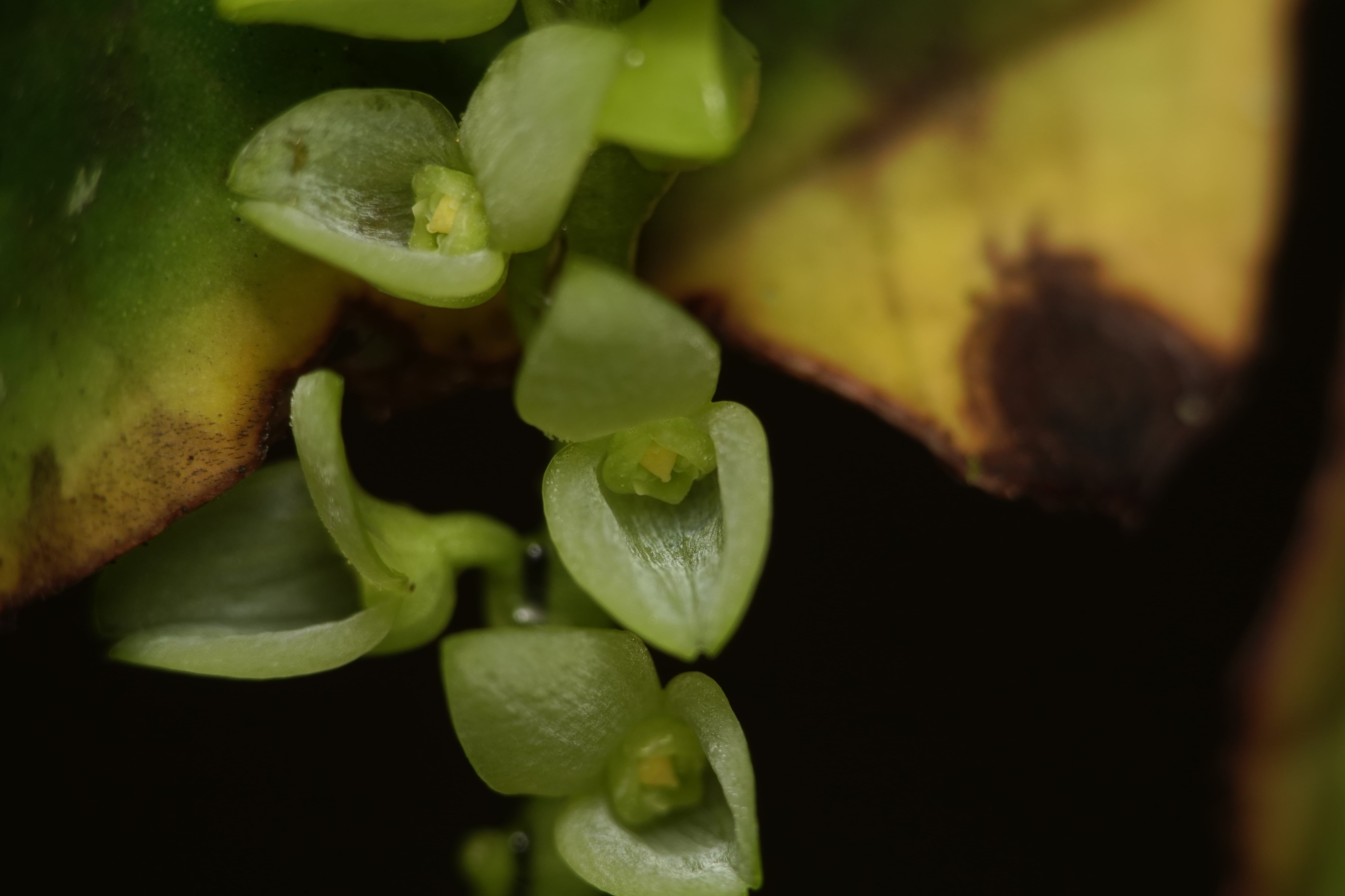 Stelis sp 11