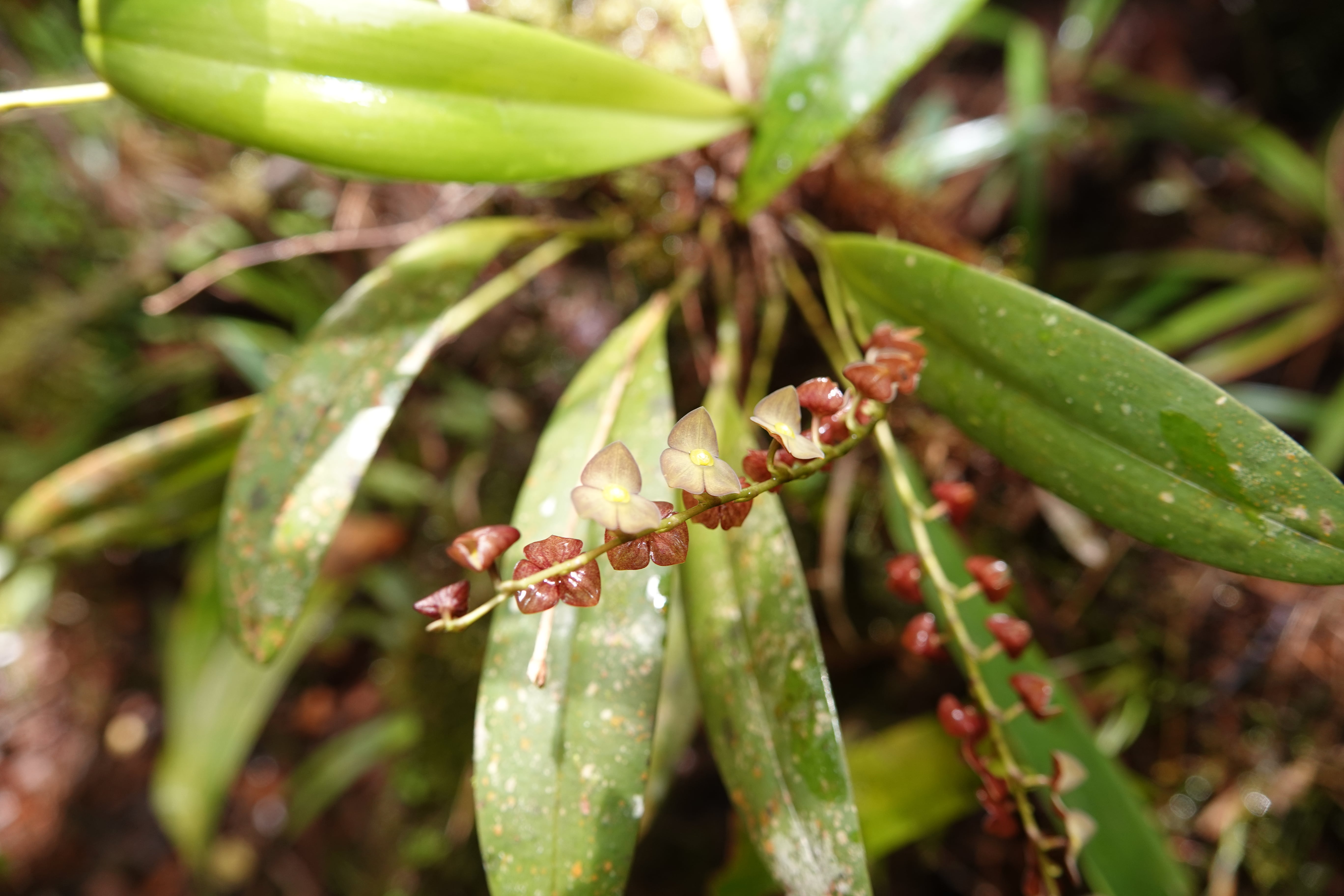 *Stelis sp 2*. La Honda.