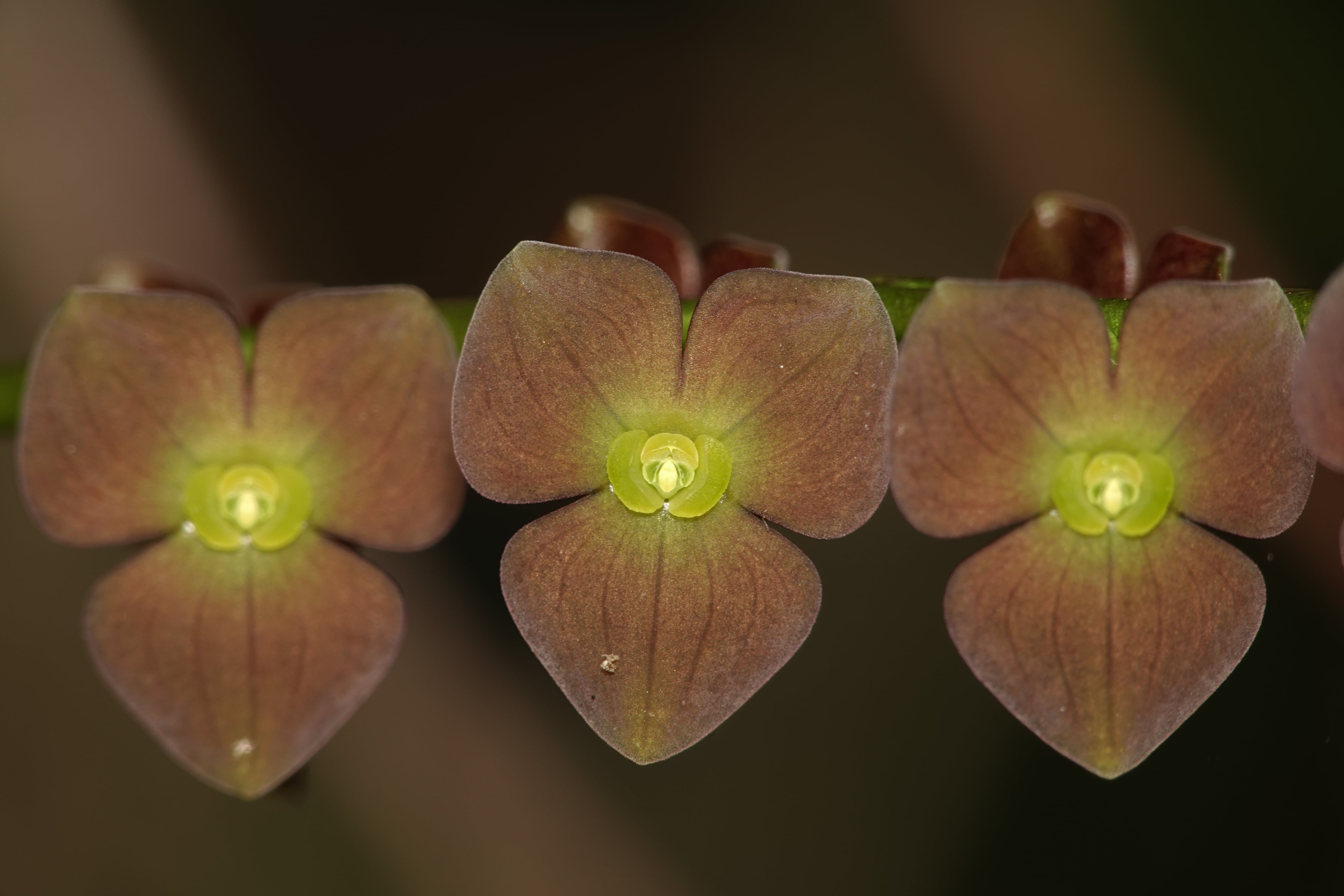 Stelis sp 2