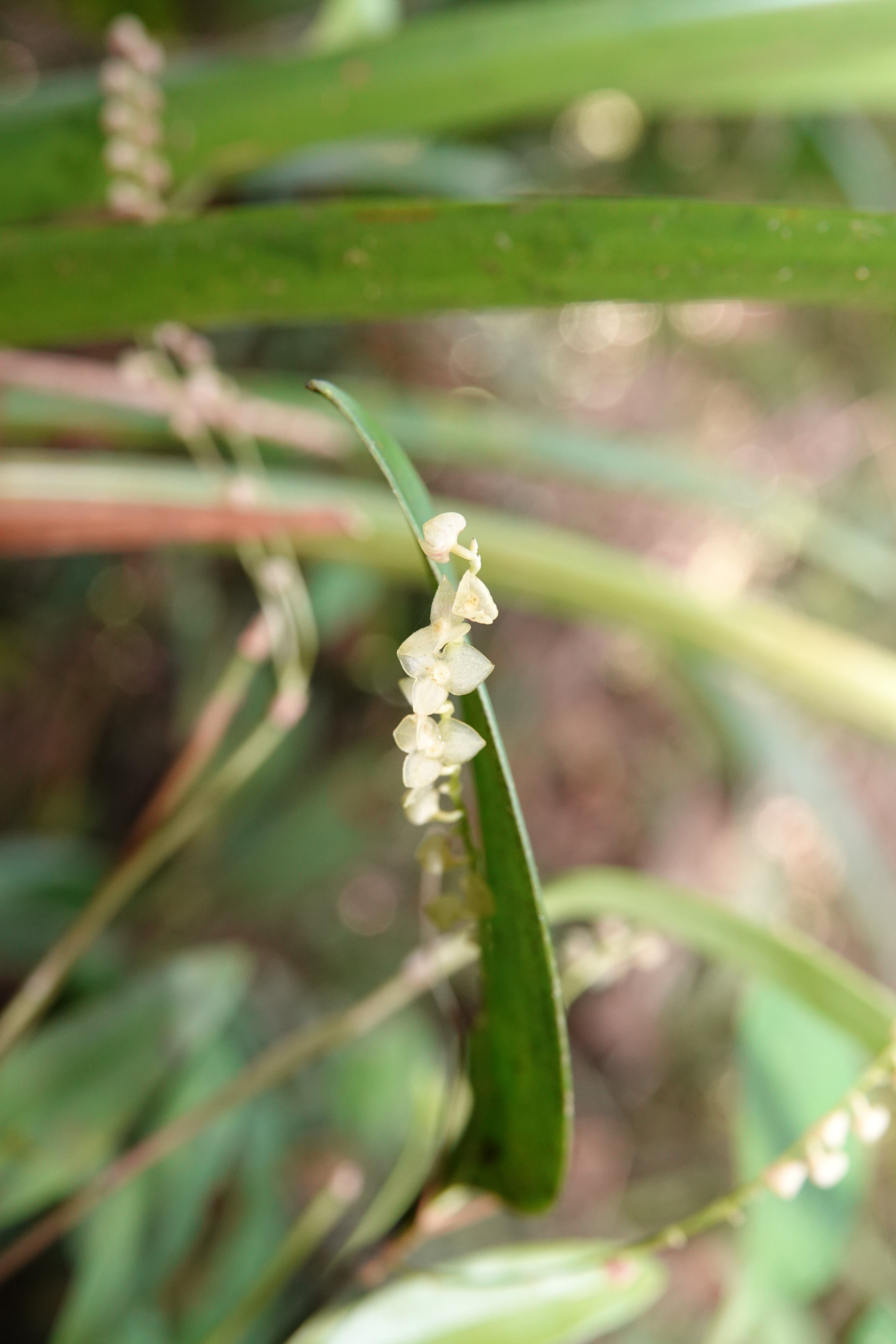 Stelis sp 3