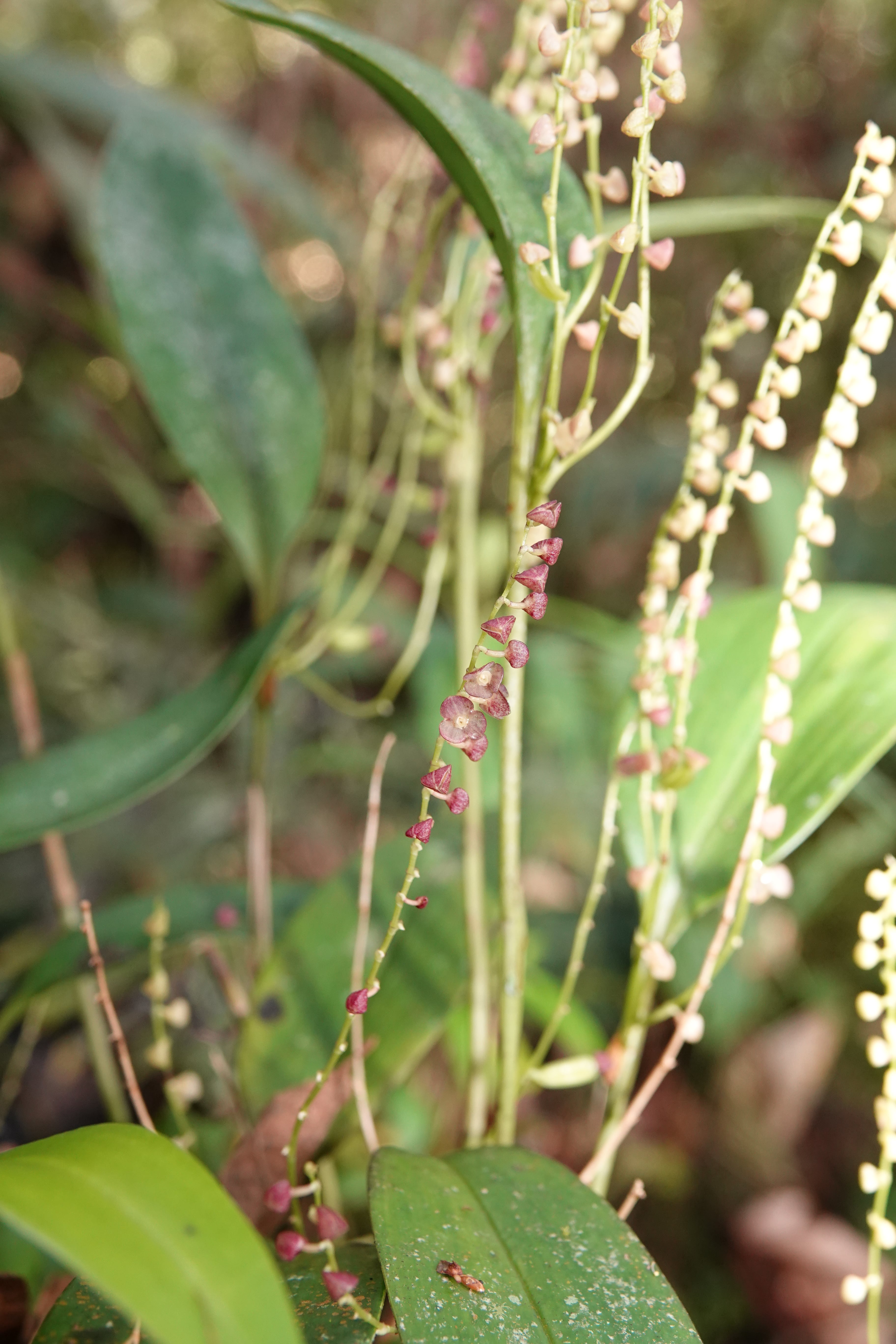 Stelis sp 4