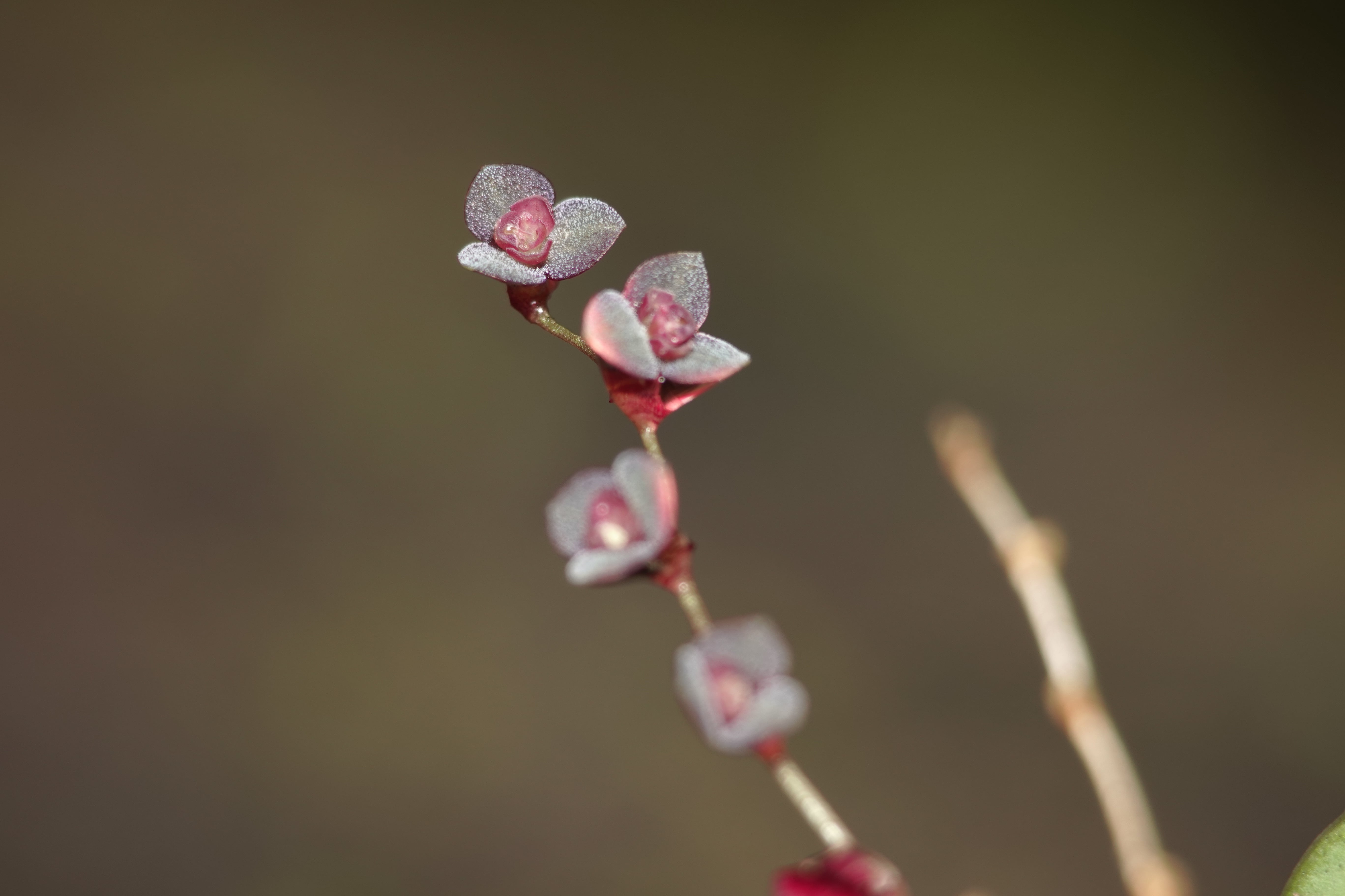 Stelis sp 5