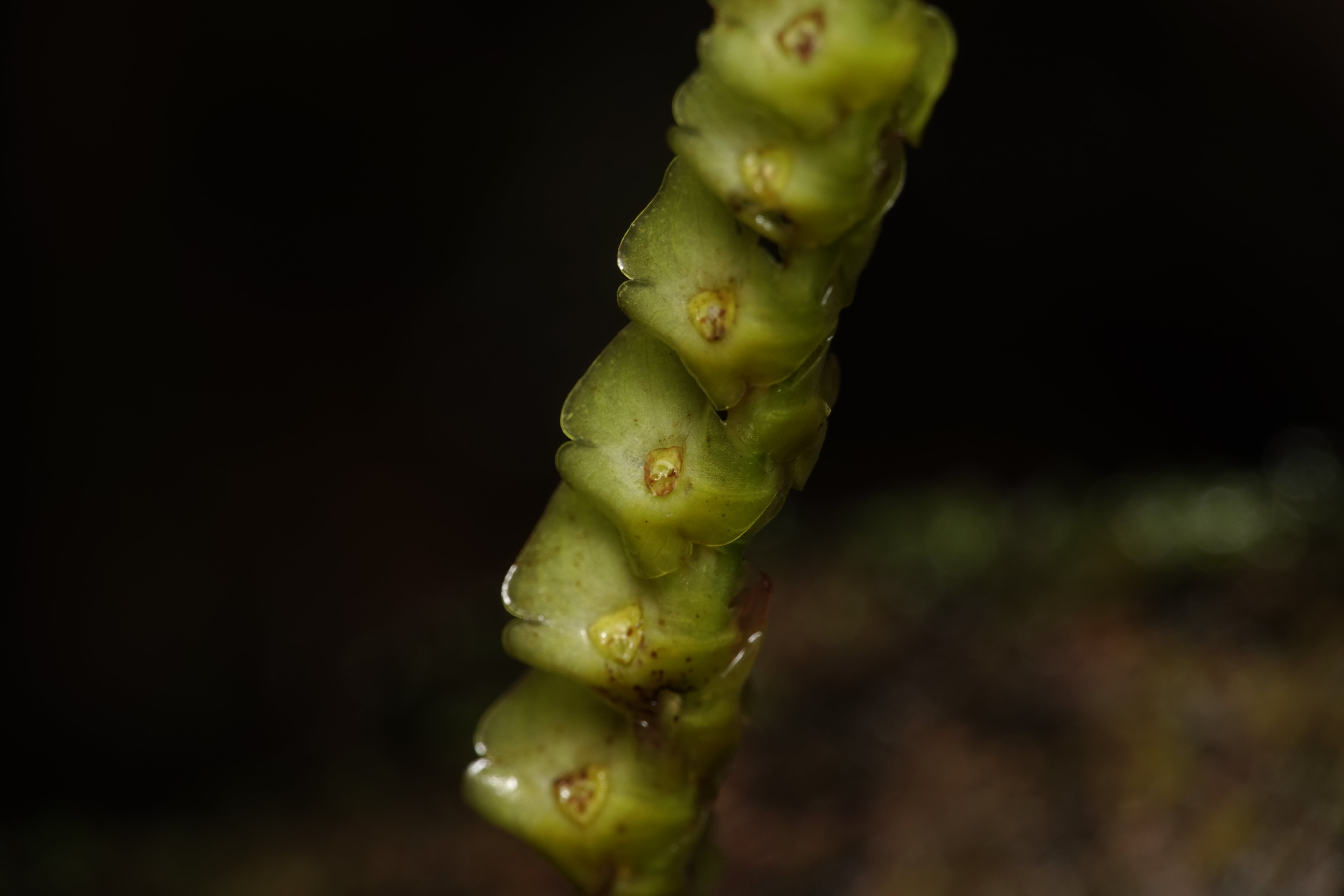 Stelis sp 6