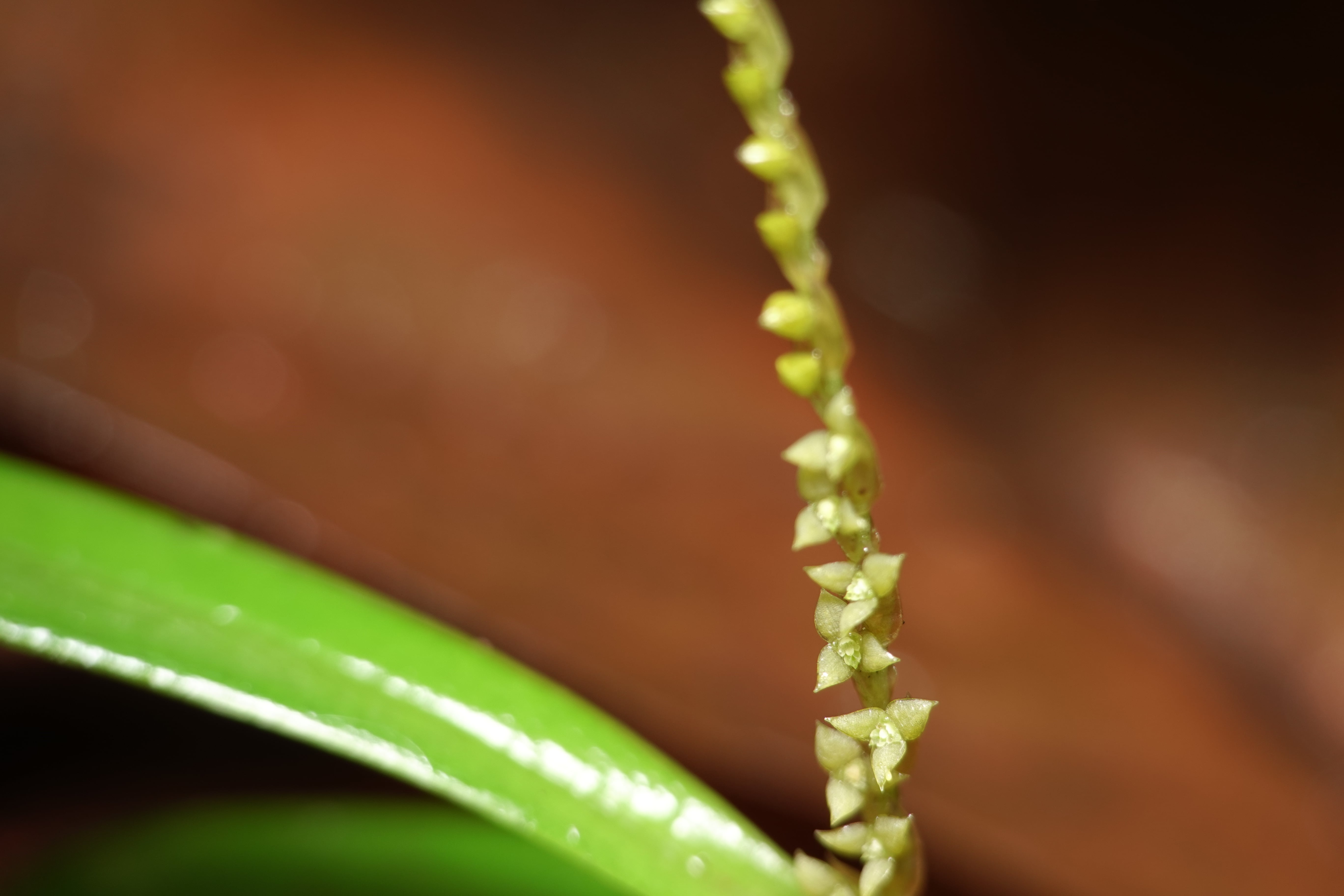 *Stelis sp 7*. La Honda.
