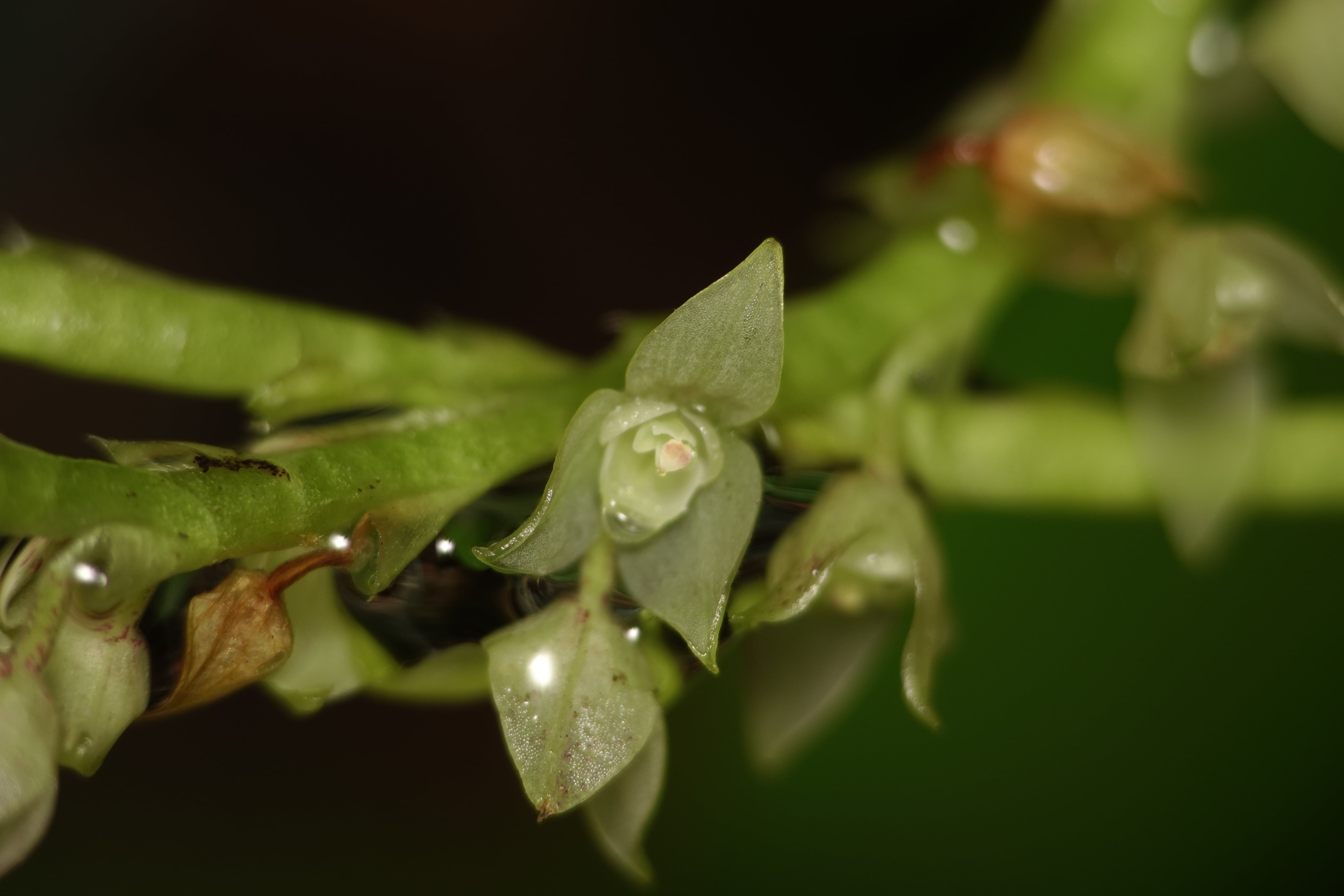 Stelis sp 7