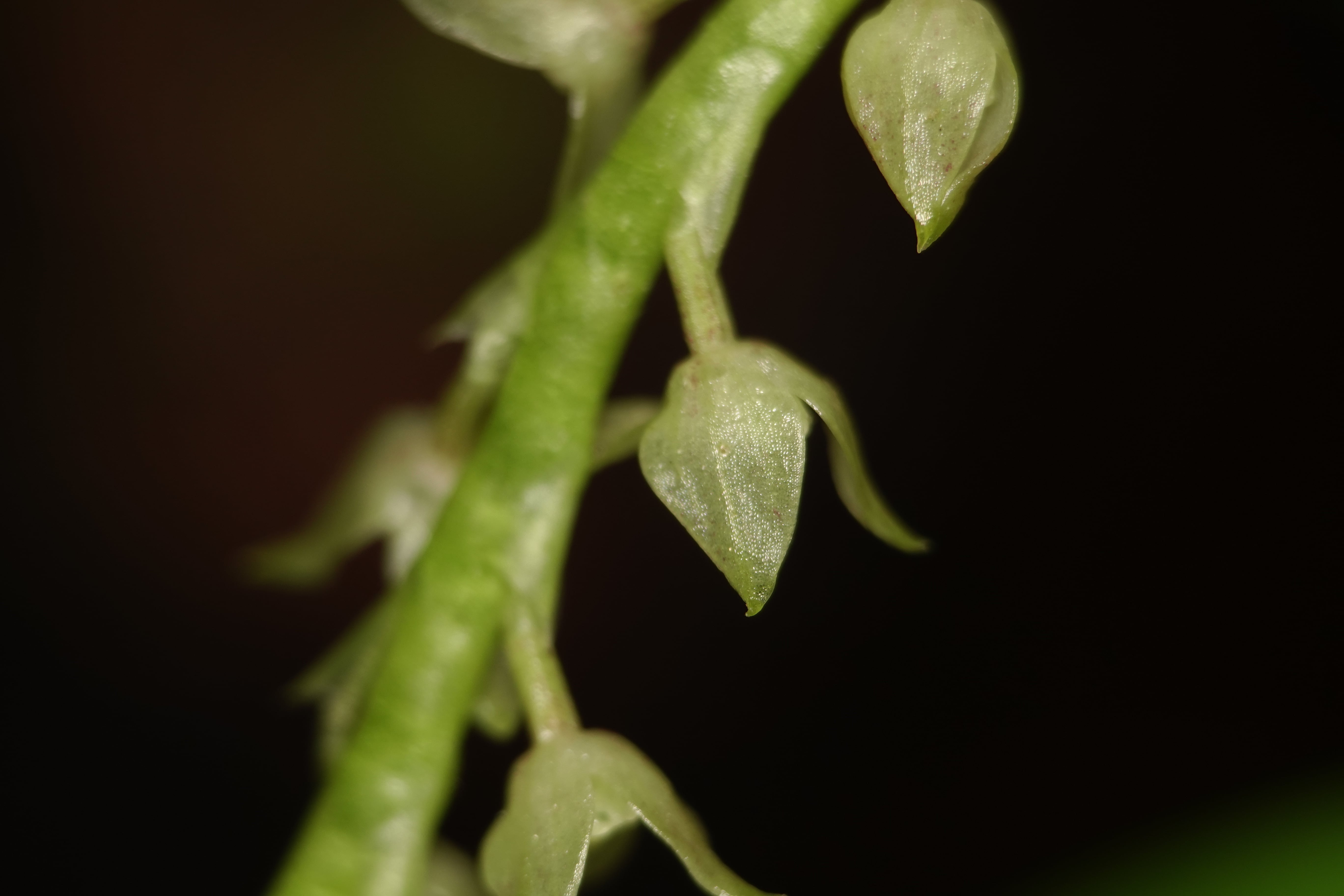 Stelis sp 7. La Honda.