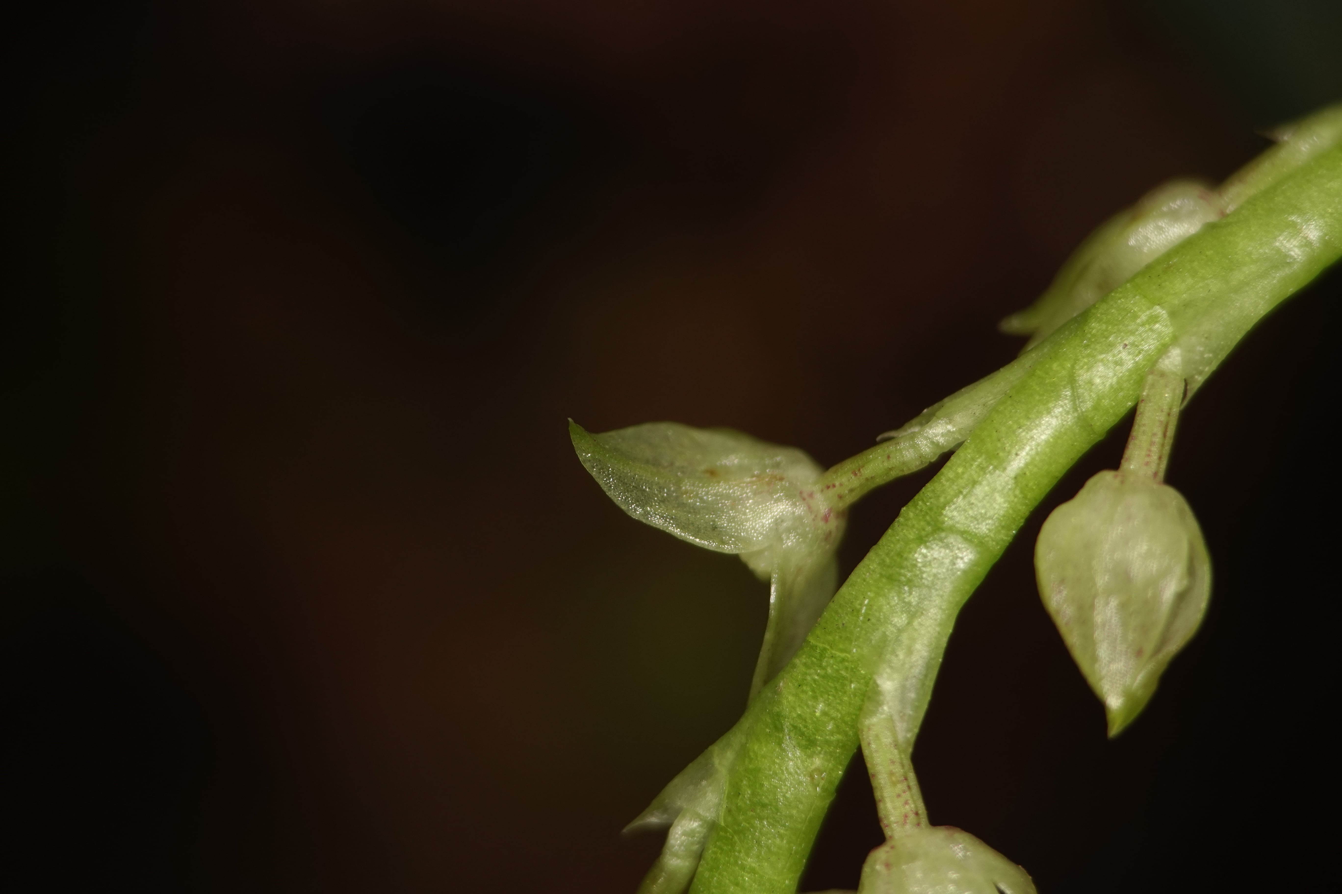 Stelis sp 7. La Honda.
