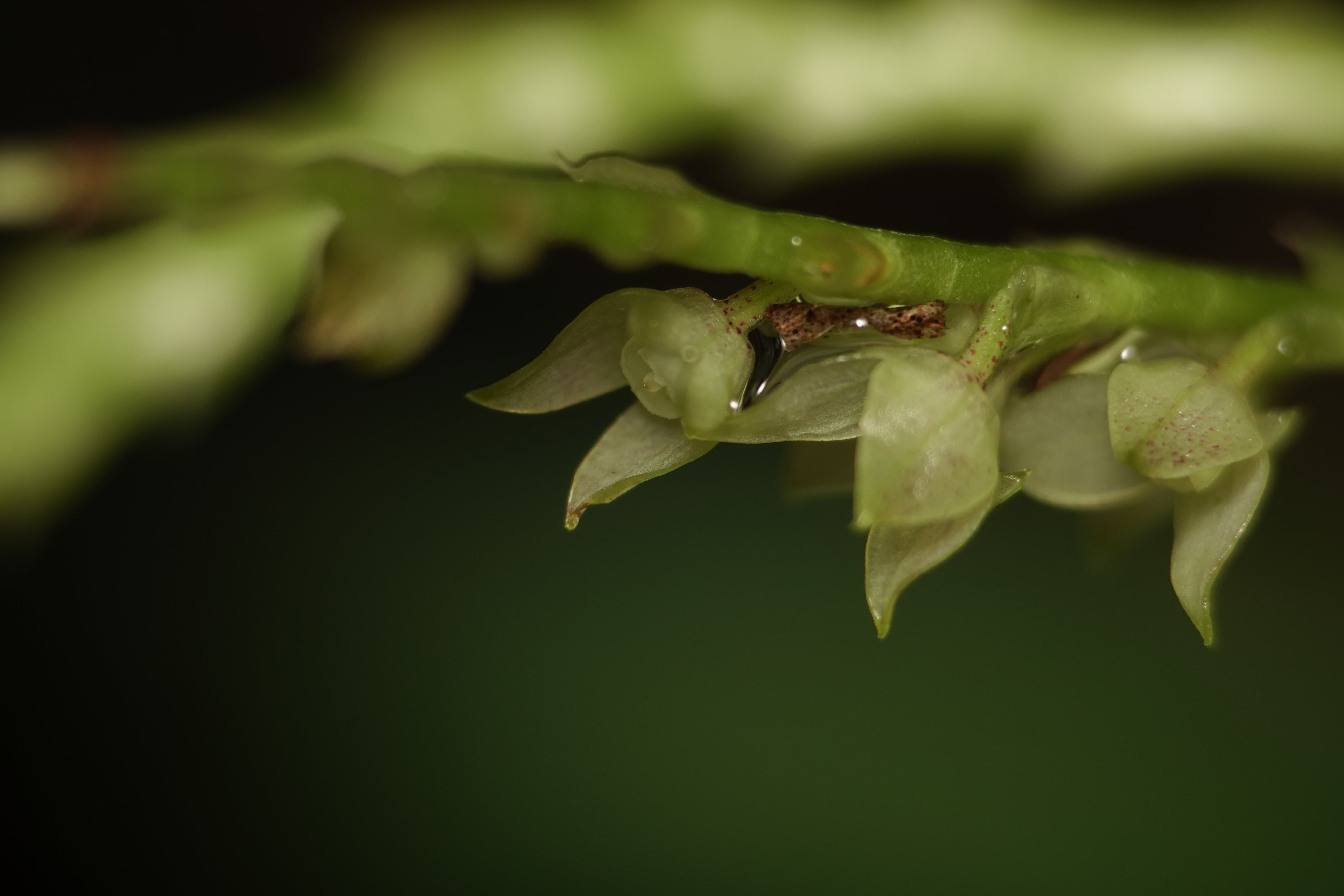 Stelis sp 7. La Honda.