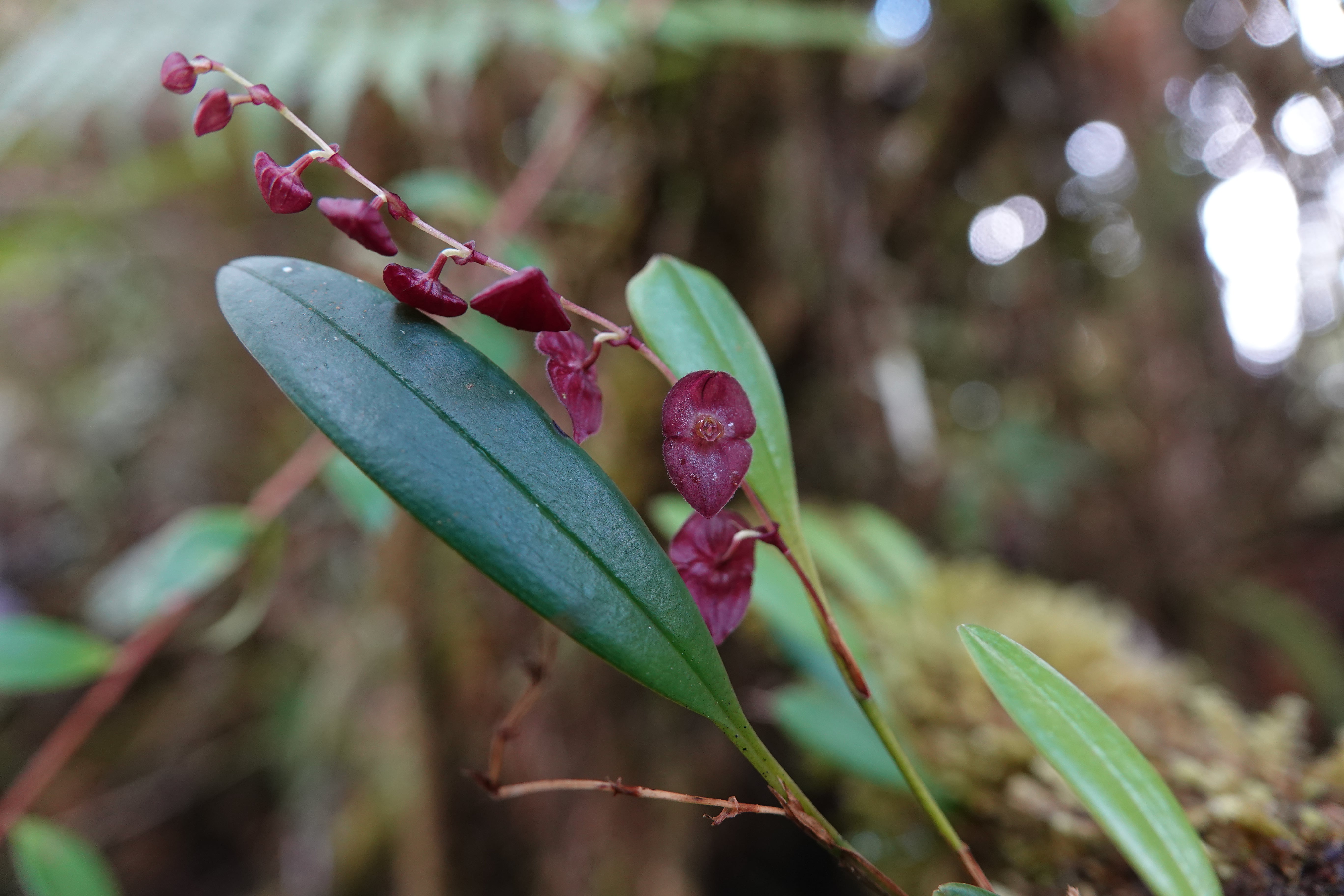 Stelis sp 8