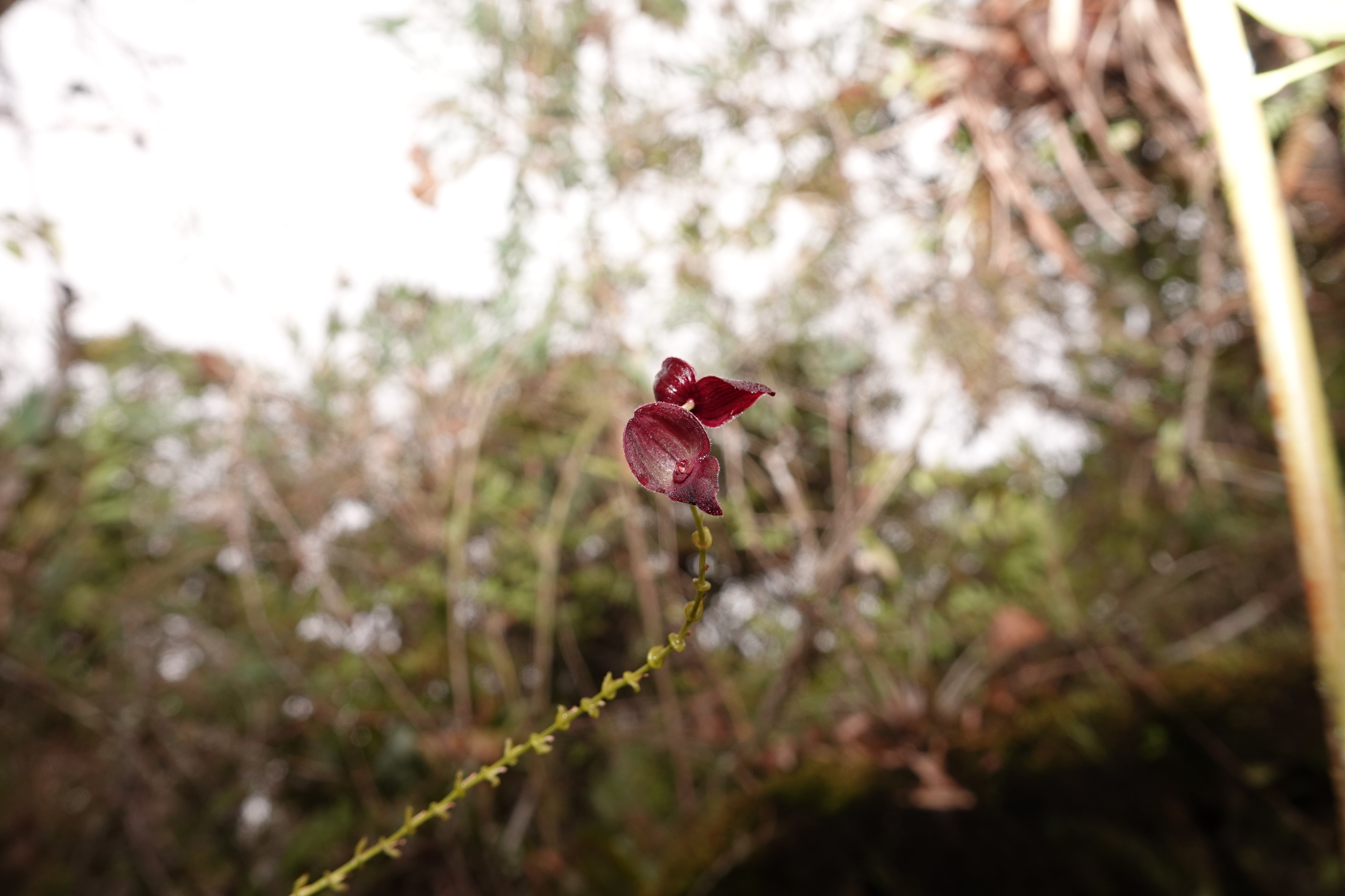 *Stelis sp 8*. La Honda.