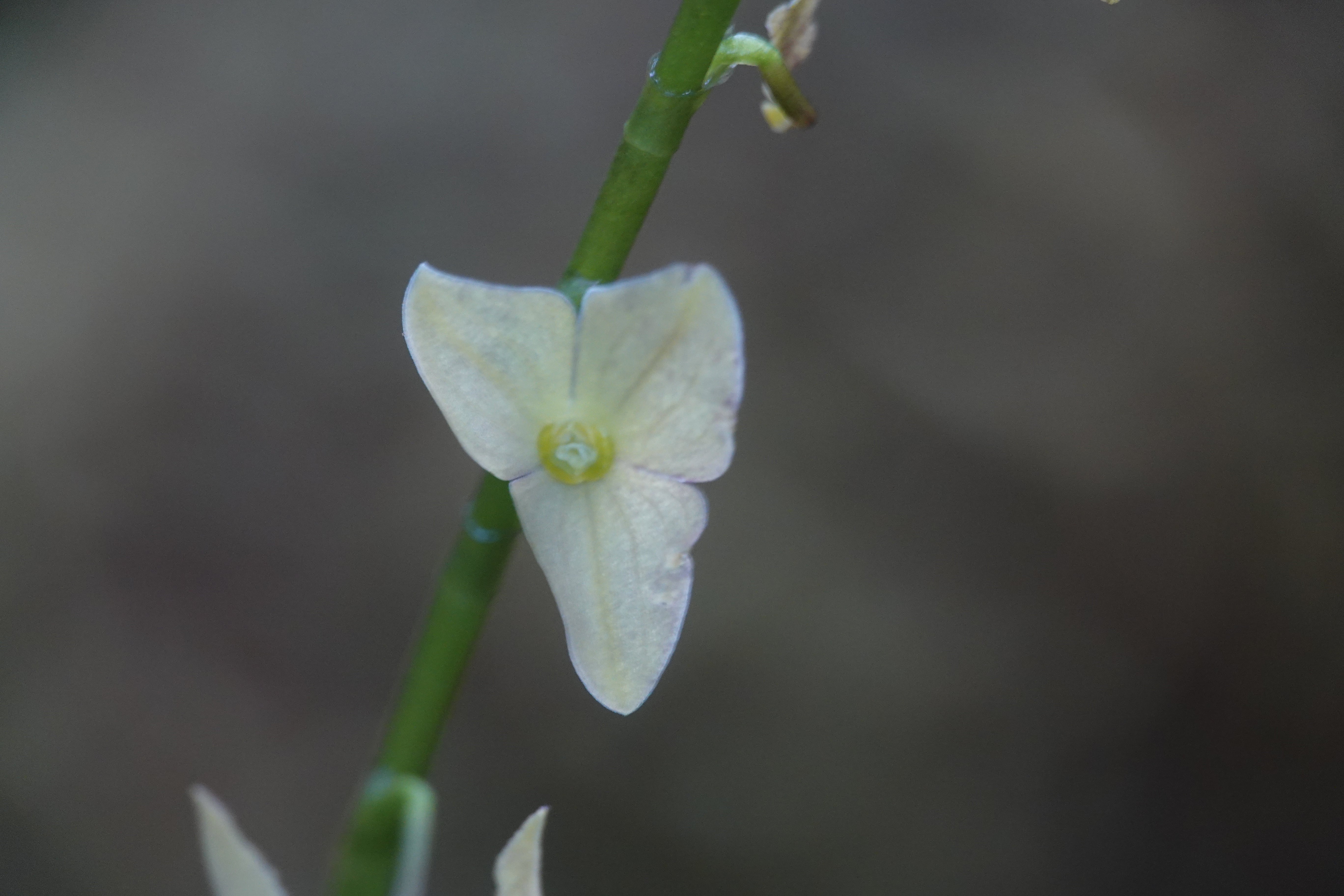 Stelis sp 9