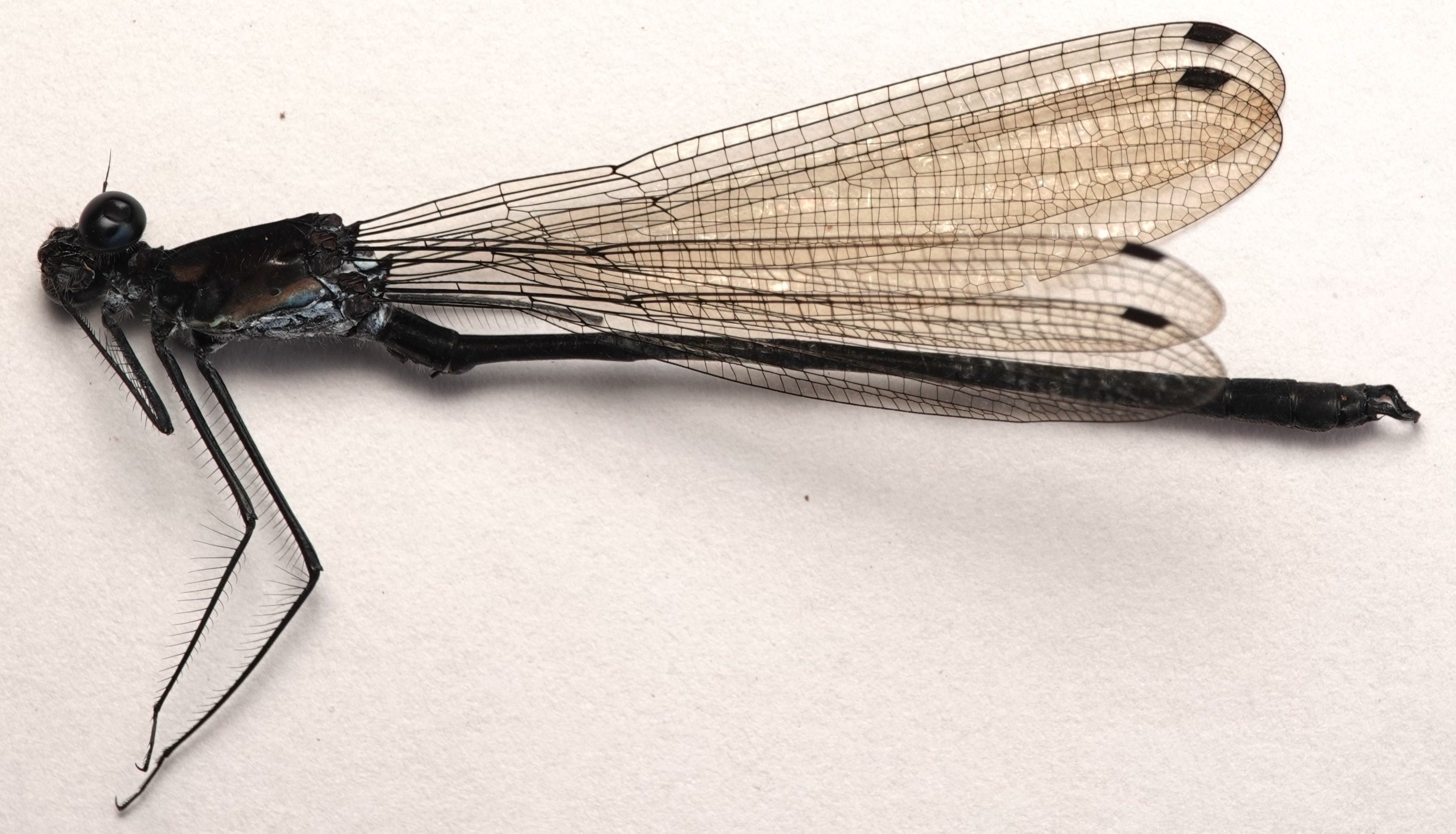 Teinopodagrion sp. nov.