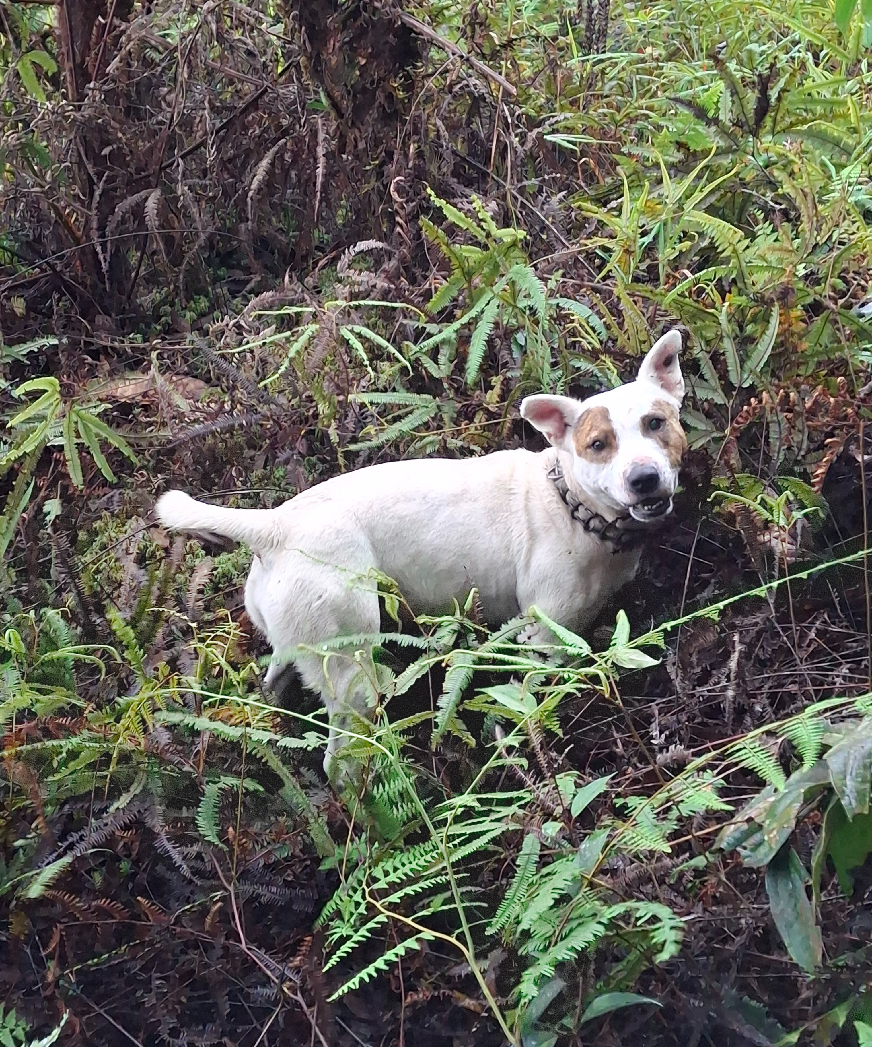 Zoe standing among ferns in the forest interior at La Honda