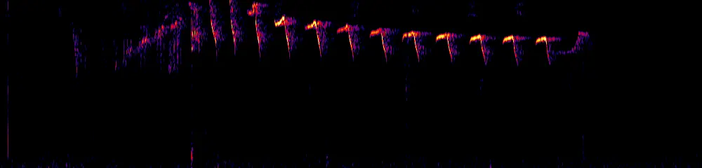 Sonogram of Adelomyia melanogenys, 700 Hz to 11.0 kHz