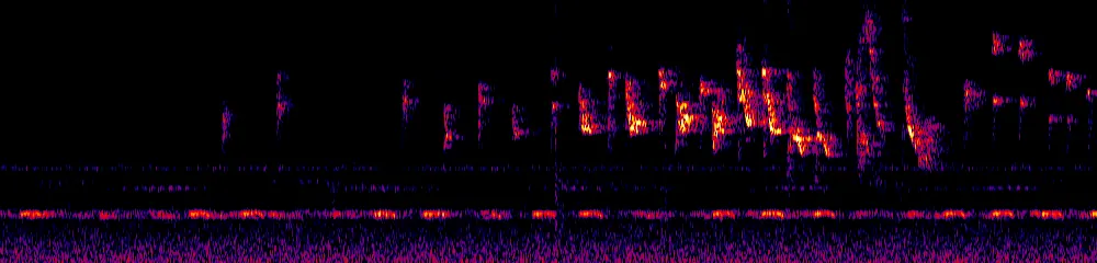 Sonogram of Basileuterus tristriatus, 700 Hz to 11.0 kHz