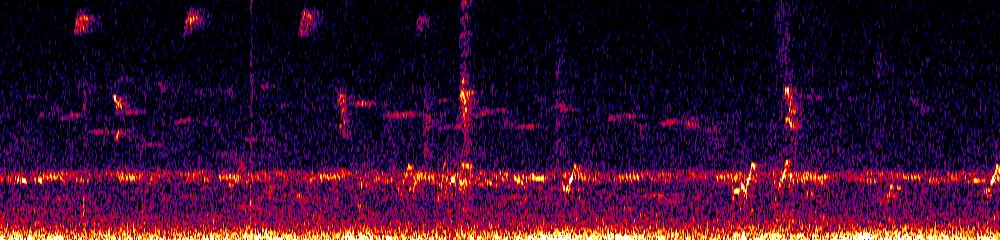 Sonogram of Bolborhynchus lineola, 700 Hz to 11.0 kHz