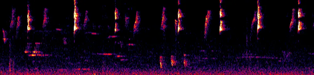 Sonogram of Chlorospingus flavopectus, 700 Hz to 11.0 kHz