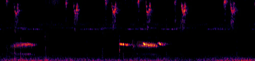 Sonogram of Colibri cyanotus, 300 Hz to 6.5 kHz