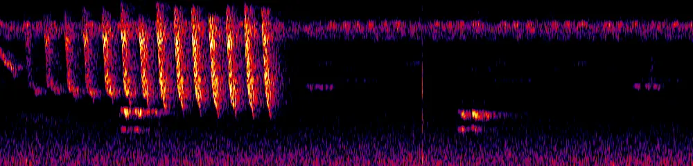 Sonogram of Cyanocorax affinis, 300 Hz to 6.5 kHz