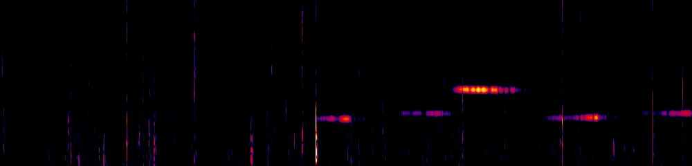 Sonogram of Cyphorhinus dichrous, 300 Hz to 6.5 kHz