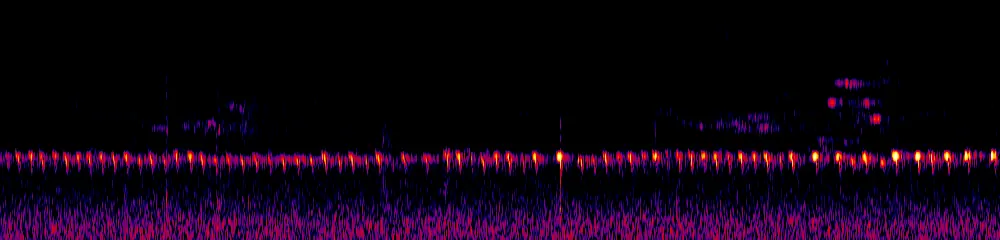Sonogram of Dendrocincla tyrannina, 700 Hz to 11.0 kHz