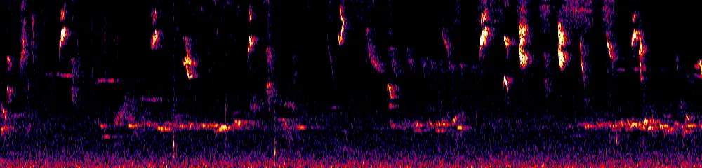 Sonogram of Diglossa cyanea, 700 Hz to 11.0 kHz