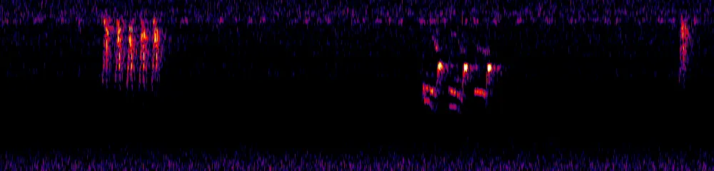 Sonogram of Euphonia xanthogaster, 300 Hz to 6.5 kHz
