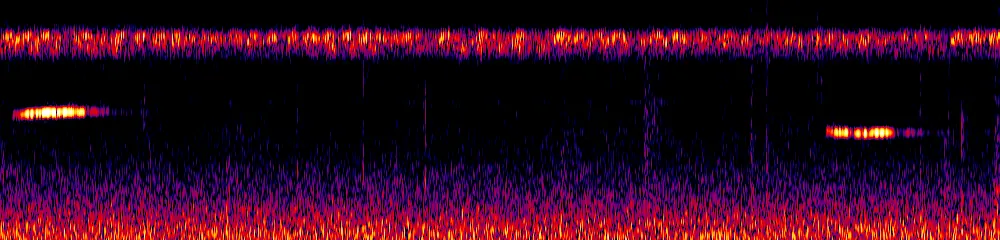 Sonogram of Microcerculus marginatus, 300 Hz to 6.5 kHz