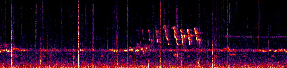 Sonogram of Myioborus miniatus, 700 Hz to 11.0 kHz