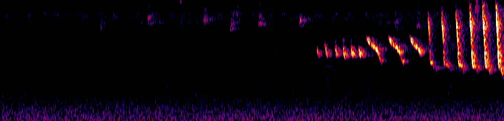 Sonogram of Myiothlypis fulvicauda, 300 Hz to 6.5 kHz