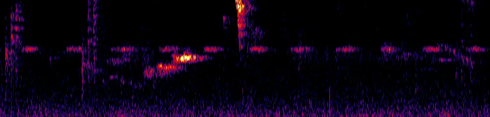 Sonogram of Ocreatus underwoodii, 300 Hz to 6.5 kHz