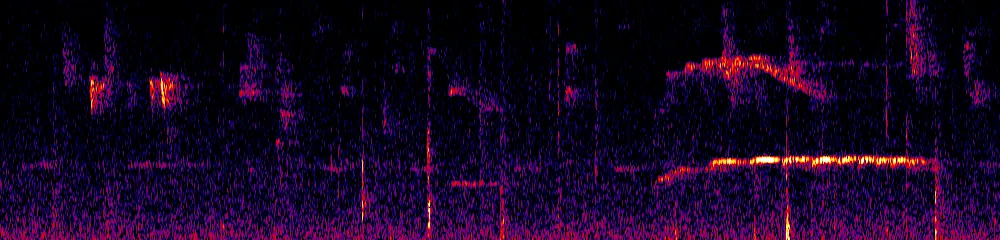 Sonogram of Pachyramphus versicolor, 700 Hz to 11.0 kHz