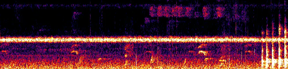 Sonogram of Psarocolius wagleri, 700 Hz to 11.0 kHz