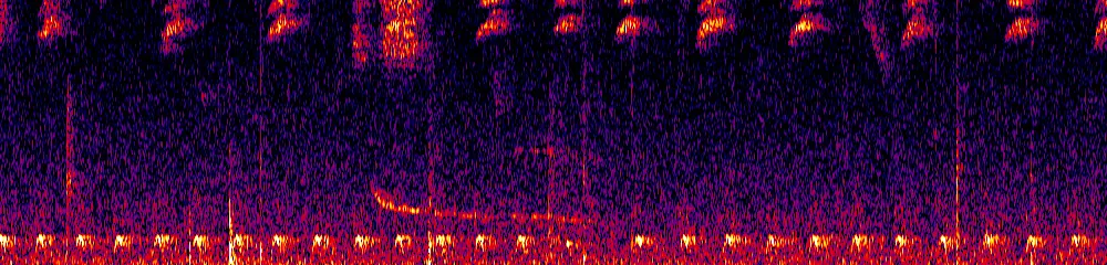 Sonogram of Scytalopus latrans, 700 Hz to 11.0 kHz