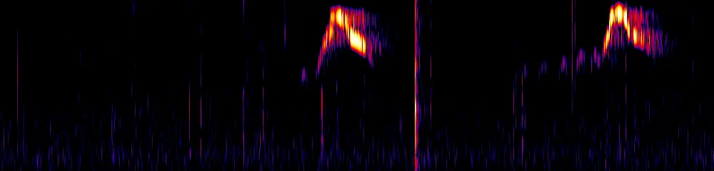 Sonogram of Spizaetus tyrannus, 150 Hz to 2.6 kHz