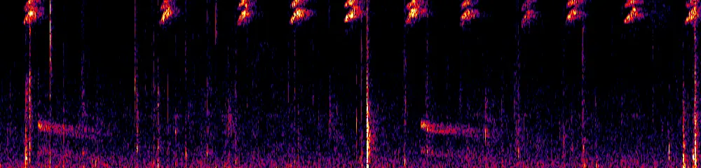 Sonogram of Trogon collaris, 700 Hz to 11.0 kHz